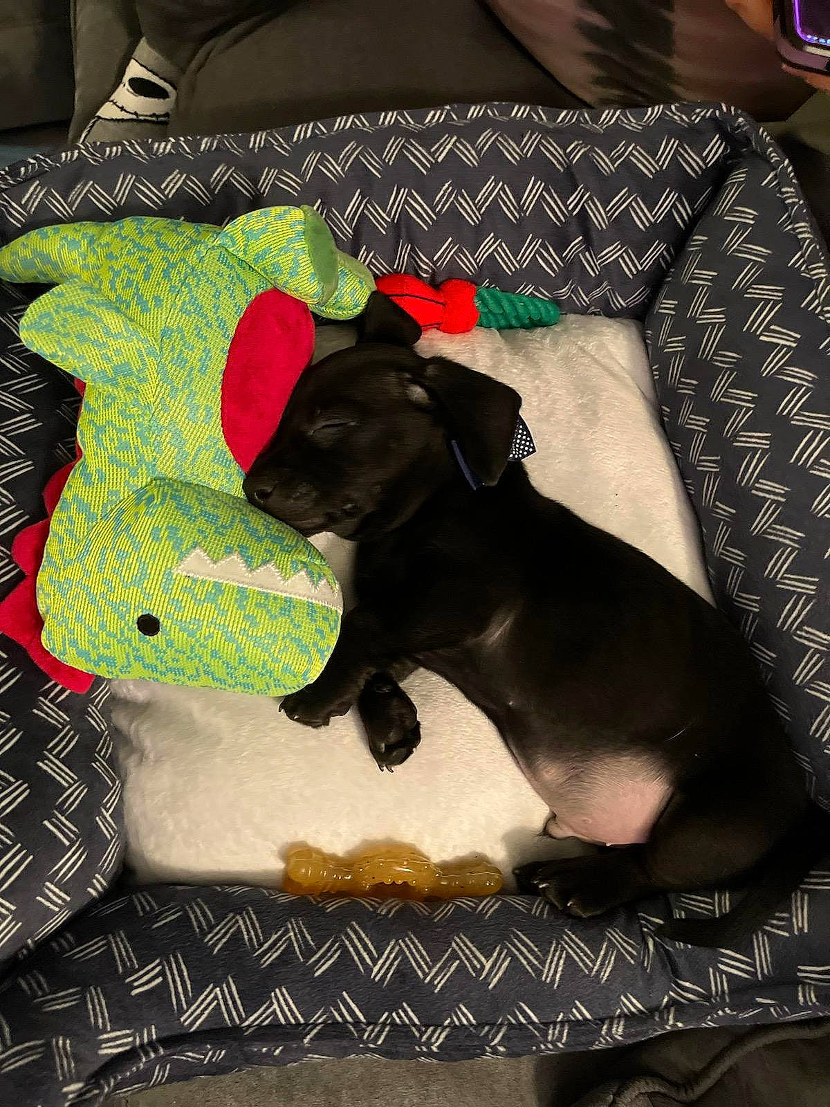 Nelly is registered to the contest to win money with this photo: baby_toddler_clothing, canidae, carmine, carnivore, comfort, companion_dog, dog, dog_breed, dog_supply, fashion_accessory, fawn, linens, pattern, pillow, rectangle, sleeve, sporting_group, tail, toy_dog, working_animal