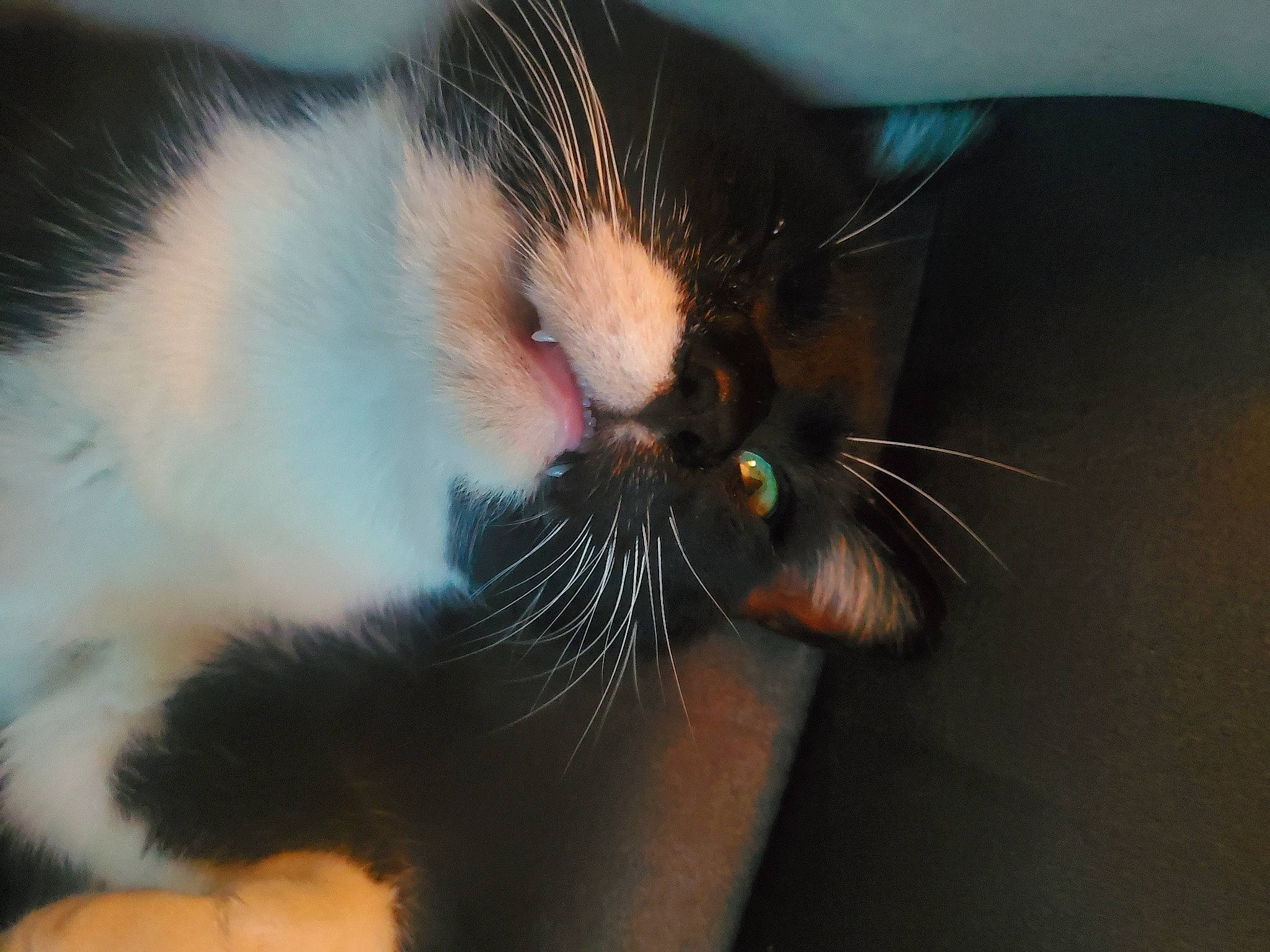 Jeffrey is registered to the contest to win money with this photo: black_cat, carnivore, cat, claw, comfort, domestic_short_haired_cat, felidae, fur, nail, paw, small_to_medium_sized_cats, tail, terrestrial_animal, whiskers