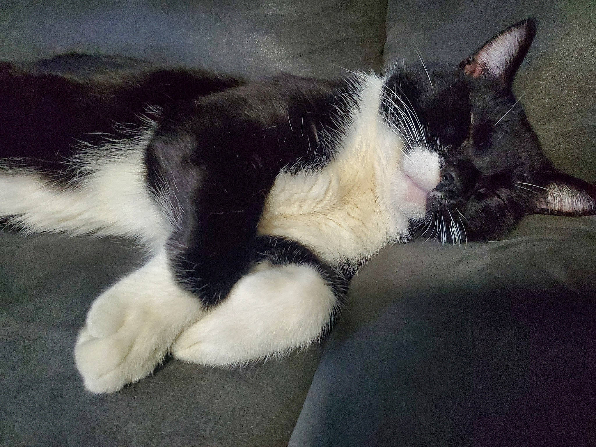 Jeffrey is registered to the contest to win money with this photo: auto_part, carnivore, cat, claw, comfort, domestic_short_haired_cat, felidae, foot, fur, paw, small_to_medium_sized_cats, snout, tail, terrestrial_animal, whiskers