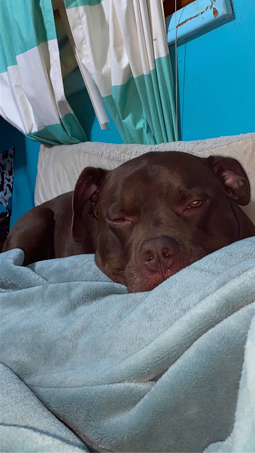 Axel is registered to the contest to win money with this photo: canidae, carnivore, comfort, companion_dog, dog, dog_breed, fur, linens, liver, non_sporting_group, pointing_breed, puppy, sporting_group, terrestrial_animal, weimaraner, whiskers, working_animal, wrinkle