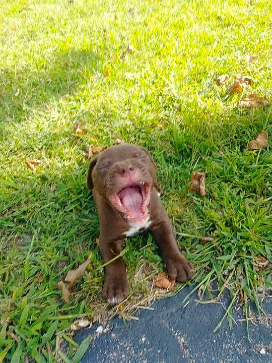 Axel joined the competition — help win amazing prizes! canidae, fawn, fox_squirrel, grass, grassland, groundcover, macaque, plant, primate, rhesus_macaque, rodent, snout, soil, sporting_group, squirrel, tail, terrestrial_animal, terrestrial_plant, wildlife, working_animal