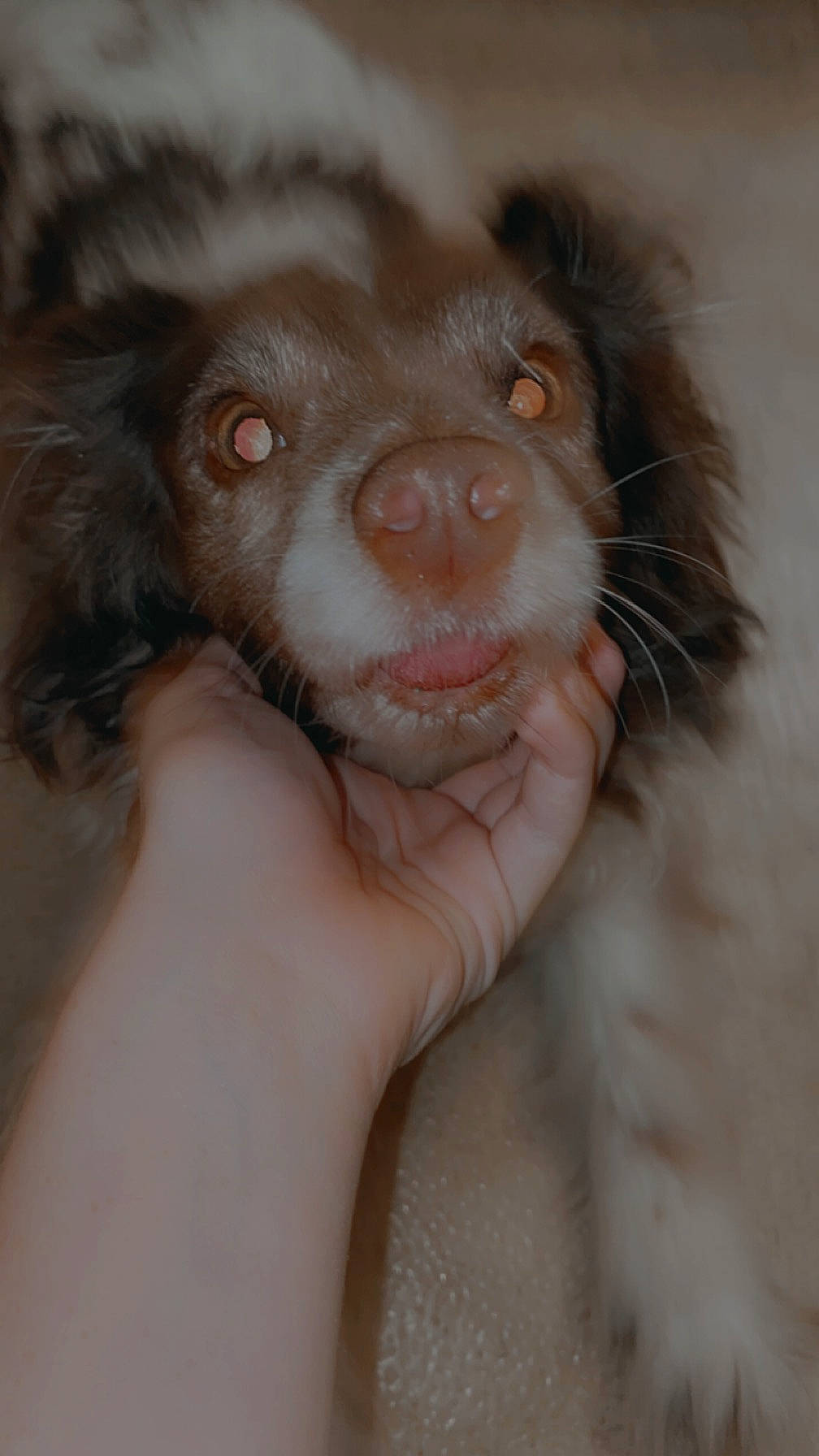 Metro joined the competition — help win amazing prizes! canidae, carnivore, comfort, companion_dog, dog, dog_breed, fawn, foot, fur, gesture, liver, nail, paw, puppy, snout, sporting_group, terrestrial_animal, toy_dog, whiskers, working_animal