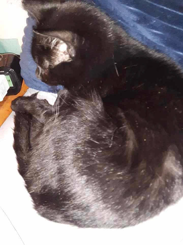 Penny joined the competition — help win amazing prizes! black_cat, bombay, carnivore, cat, claw, comfort, domestic_short_haired_cat, ear, felidae, fur, gesture, nap, paw, sleep, small_to_medium_sized_cats, snout, tail, whiskers