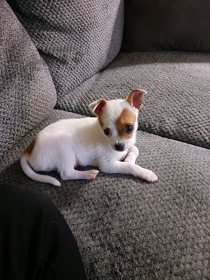 Jager joined the competition — help win amazing prizes! carnivore, chihuahua, comfort, companion_dog, corgi_chihuahua, dog, dog_breed, ear, fawn, felidae, fur, paw, russkiy_toy, snout, sporting_group, tail, terrestrial_animal, toy_dog, whiskers, working_animal