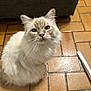 cat, fluffy, blue_eyes, white_fur, gray_fur, pet, animal, indoor, tile_floor, furniture, whiskers, curious, looking_up, domestic_cat, mammal, close_up, cute, portrait, sitting, household