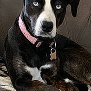 Annie joined the competition — help win amazing prizes! animal, blue_eyes, brown_fur, canine, companion, couch, dog, domestic, fur, furniture, household, indoor, looking_at_camera, pet, pink_collar, portrait, relaxed, resting, sitting, white_markings