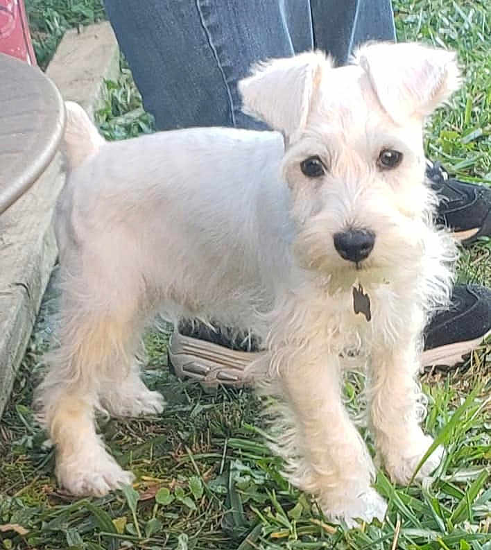 Axel joined the competition — help win amazing prizes! dog, white_dog, grass, outdoor, pet, animal, canine, fur, legs, paws, ears, person, jeans, sneakers, collar, tag, nature, curious, standing, daylight