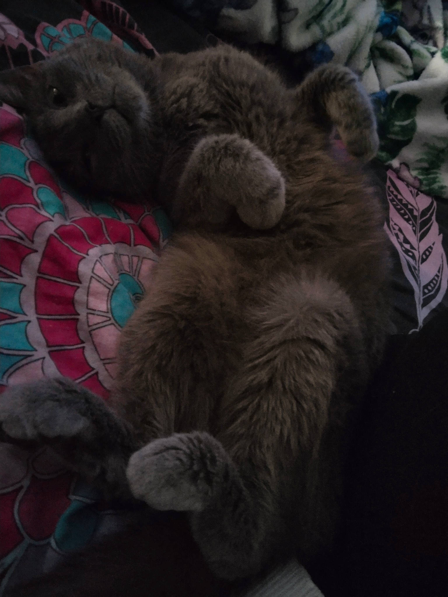 Axel Rose participe au concours pour gagner de l'argent avec cette photo : art, carmine, carnivore, cat, claw, comfort, darkness, domestic_short_haired_cat, fawn, felidae, fur, grey, nap, paw, small_to_medium_sized_cats, snout, tail, terrestrial_animal, whiskers, wildlife