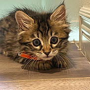 Mowgly is registered to the contest to win money with this photo: kitten, cat, pet, animal, fur, whiskers, ears, collar, floor, wooden_floor, cute, domestic_animal, indoor, small, young, feline, curious, closeup, tabby, brown