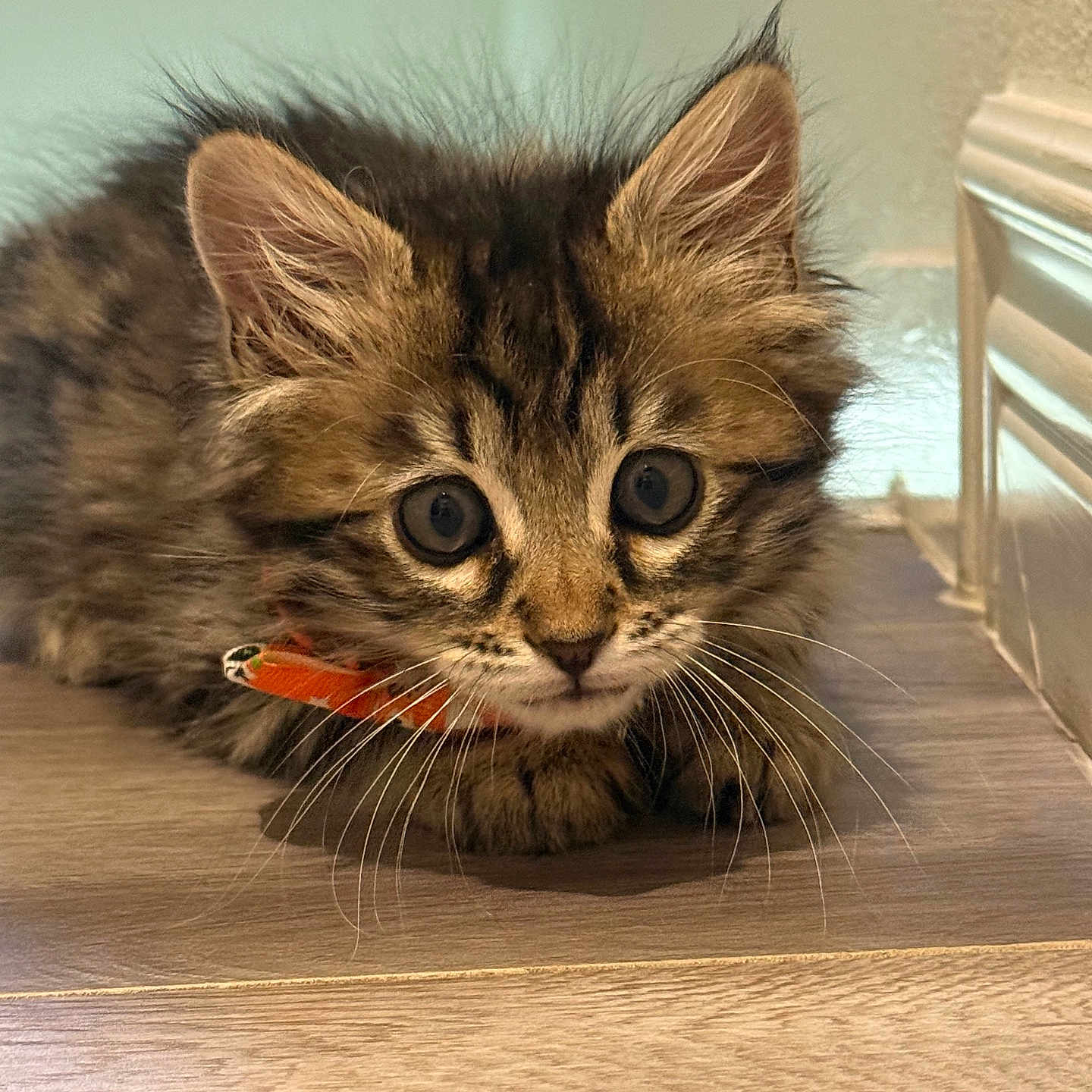 Mowgly is registered to the contest to win money with this photo: animal, brown, cat, closeup, collar, curious, cute, domestic_animal, ears, feline, floor, fur, indoor, kitten, pet, small, tabby, whiskers, wooden_floor, young