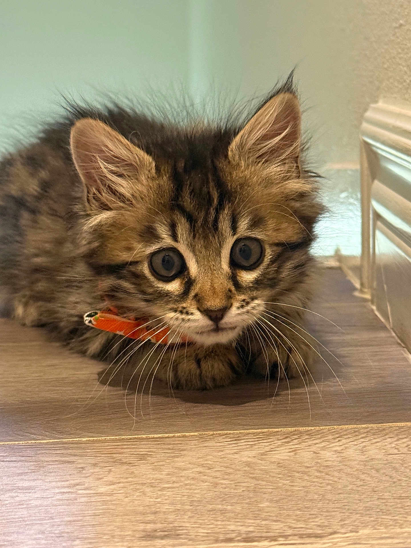 Mowgly is registered to the contest to win money with this photo: kitten, cat, pet, animal, fur, whiskers, ears, collar, floor, wooden_floor, cute, domestic_animal, indoor, small, young, feline, curious, closeup, tabby, brown
