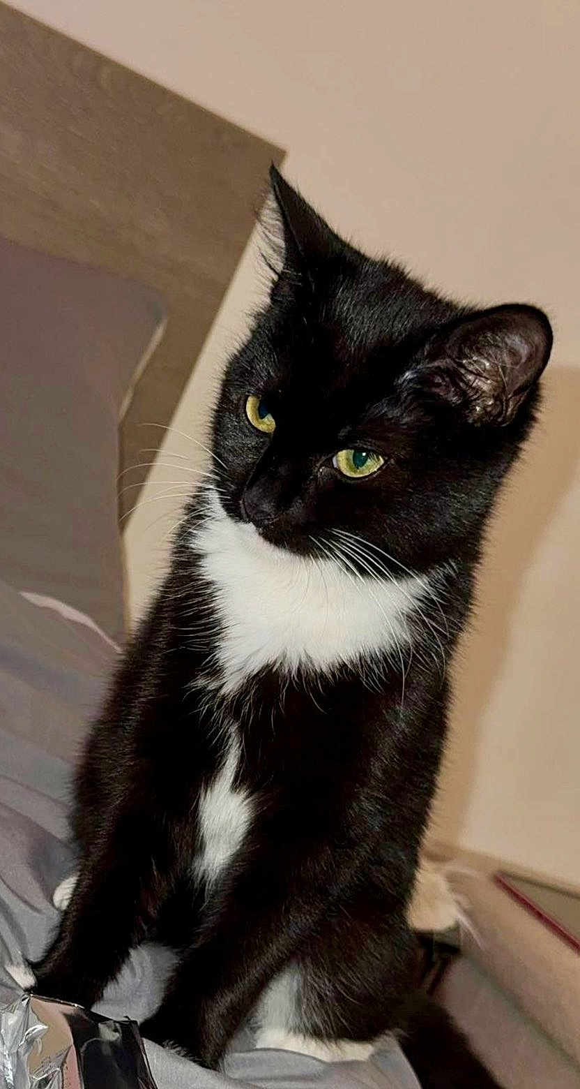 Mira a rejoint le concours — aidez-le/la à gagner de superbes lots ! cat, tuxedo_cat, black_and_white, indoor, bed, feline, pet, animal, whiskers, ears, eyes, fur, domestic, cute, sitting, alert, portrait, soft_lighting, home, relaxed