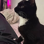 Mira participe au concours pour gagner de l'argent avec cette photo : cat, black_cat, white_chest, whiskers, side_profile, indoor, bed, blanket, led_lights, purple_light, curious, pet, feline, fur, closeup, cozy, soft_texture, animal, domestic_cat, resting