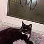 cat, black_cat, white_markings, fluffy_bed, toy_fish, window, condensation, heart_shape, letter_m, indoor, pet, relaxed, cozy, sleeping_area, feline, domestic_animal, resting, soft_texture, nighttime, home