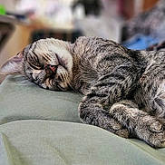 Ziva joined the competition — help win amazing prizes! cat, tabby, sleeping, cozy, fur, pet, domestic_animal, cushion, indoor, resting, cute, closeup, whiskers, animal, feline, relaxed, nap, soft, peaceful, curled_up