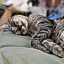 cat, tabby, sleeping, cozy, fur, pet, domestic_animal, cushion, indoor, resting, cute, closeup, whiskers, animal, feline, relaxed, nap, soft, peaceful, curled_up