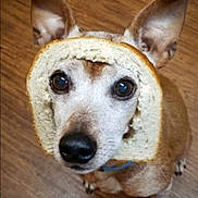 Tobias is registered to the contest to win money with this photo: animal, bread, brown, canine, close_up, collar, cute, dog, domestic_animal, ears, eyes, floor, funny, looking_up, nose, pet, portrait, slice_of_bread, whiskers, wooden_floor