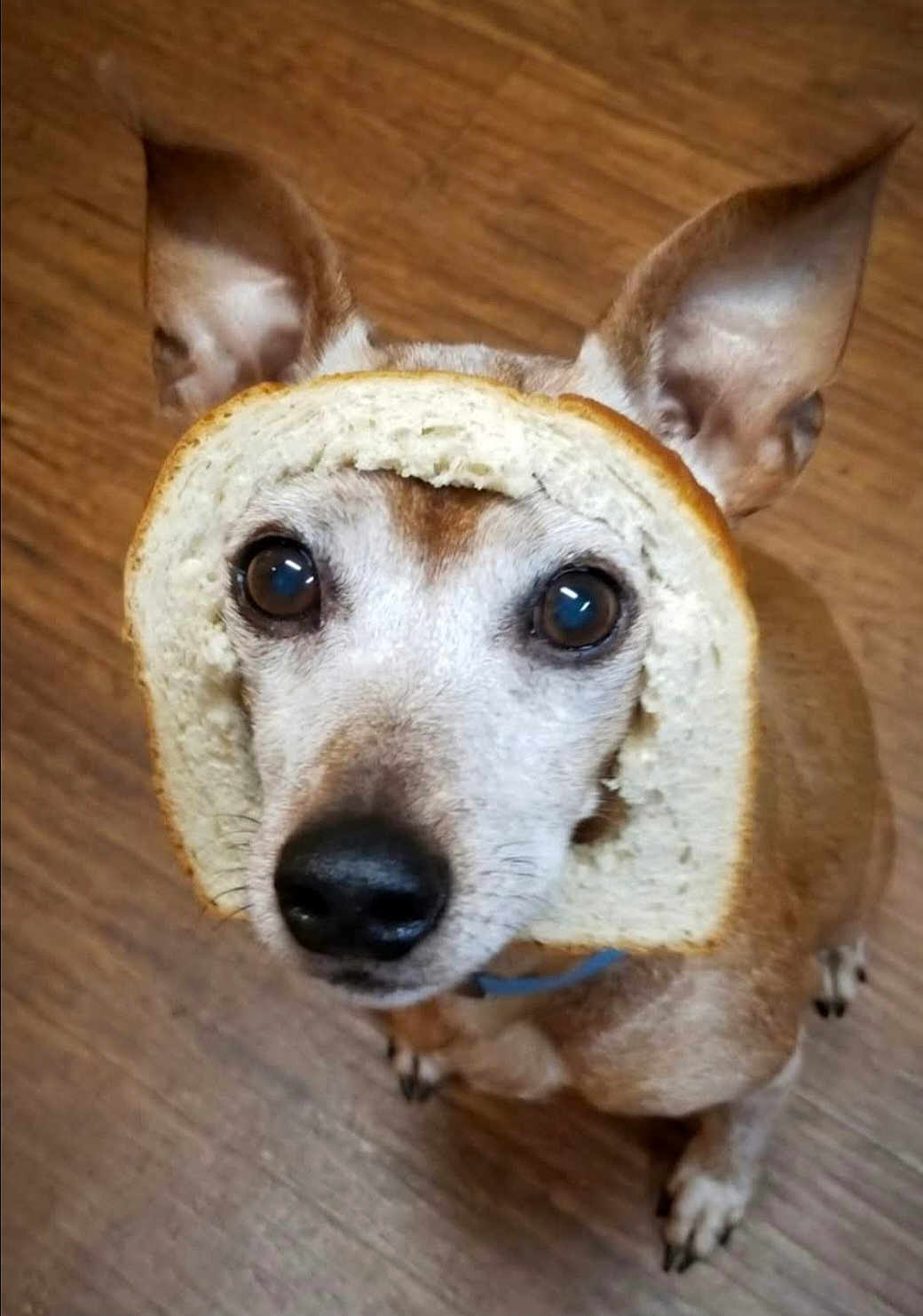 Tobias