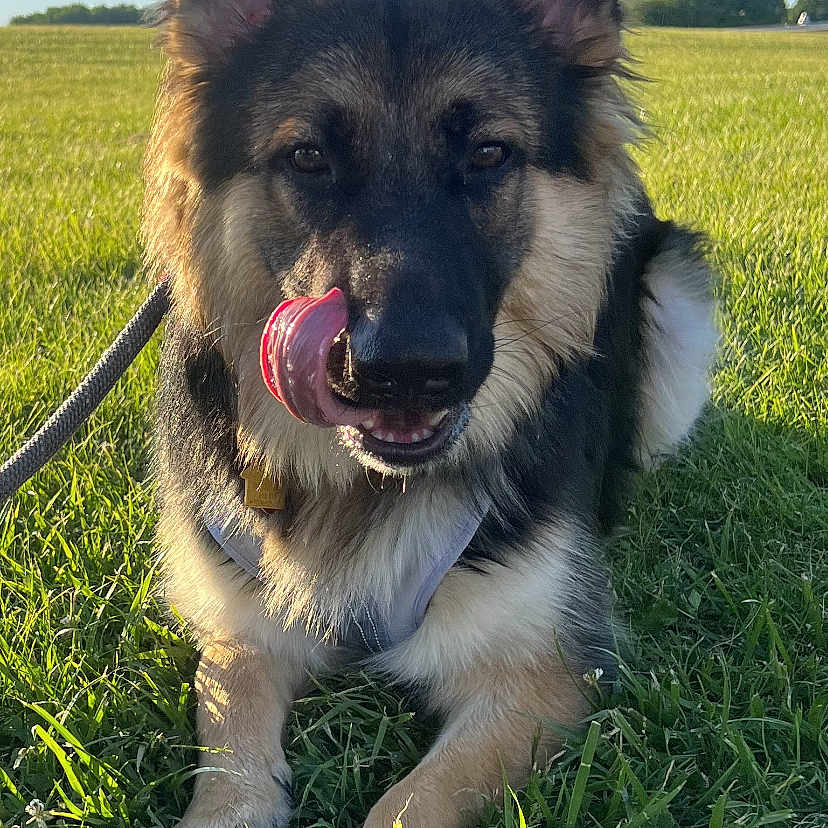 Ruckus Mullins joined the competition — help win amazing prizes! animal, bodypart, canine, dog, field, germanshepherd, grass, grassland, husky, lawn, mouth, nature, outdoors, person, pet, plant, policedog, puppy, terrier, tongue
