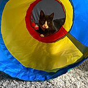 Marven joined the competition — help win amazing prizes! cat, tunnel, toy, colorful, curious, playful, indoor, pet, feline, carpet, gray_cat, white_paws, wide_eyes, closeup, animal, cute, whiskers, looking, front_view, household