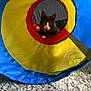 cat, tunnel, toy, colorful, curious, playful, indoor, pet, feline, carpet, gray_cat, white_paws, wide_eyes, closeup, animal, cute, whiskers, looking, front_view, household