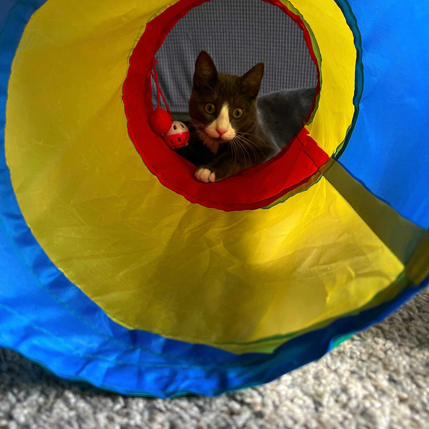 Marven joined the competition — help win amazing prizes! animal, carpet, cat, closeup, colorful, curious, cute, feline, front_view, gray_cat, household, indoor, looking, pet, playful, toy, tunnel, whiskers, white_paws, wide_eyes