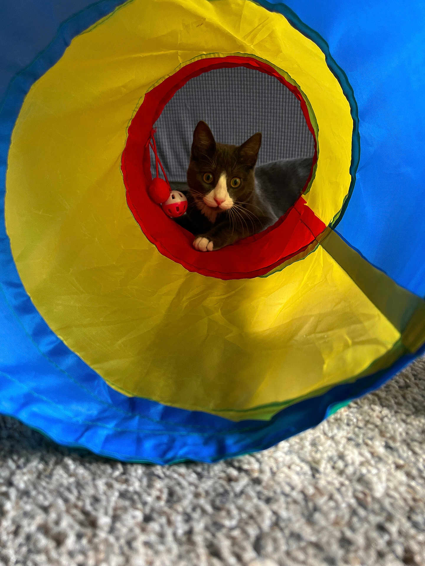 Marven joined the competition — help win amazing prizes! cat, tunnel, toy, colorful, curious, playful, indoor, pet, feline, carpet, gray_cat, white_paws, wide_eyes, closeup, animal, cute, whiskers, looking, front_view, household