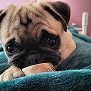 Urgo participe au concours pour gagner de l'argent avec cette photo : pug, puppy, dog, close_up, blanket, bone, paw, indoor, cute, pet, animal, fur, face, lying_down, cozy, soft_light, bedroom, pink_wall, expression, young