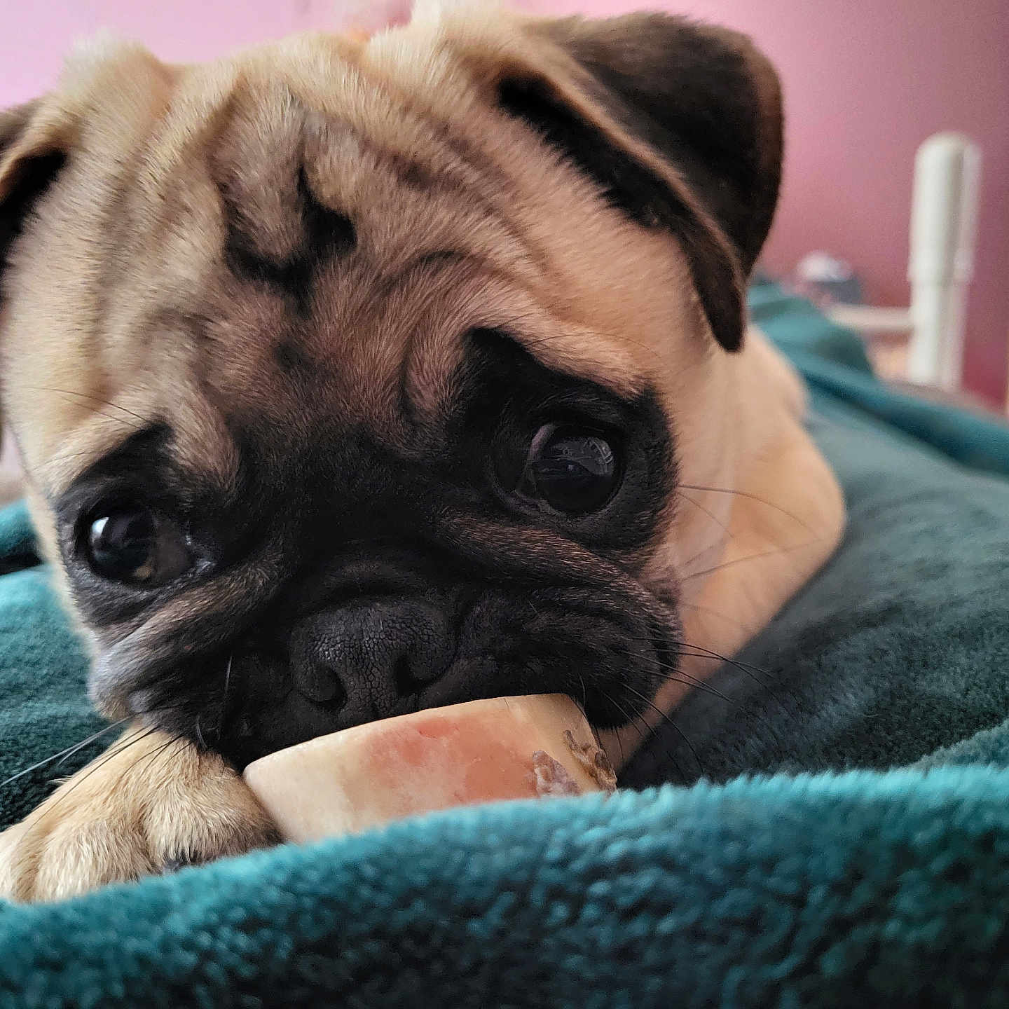 Urgo participe au concours pour gagner de l'argent avec cette photo : animal, bedroom, blanket, bone, close_up, cozy, cute, dog, expression, face, fur, indoor, lying_down, paw, pet, pink_wall, pug, puppy, soft_light, young