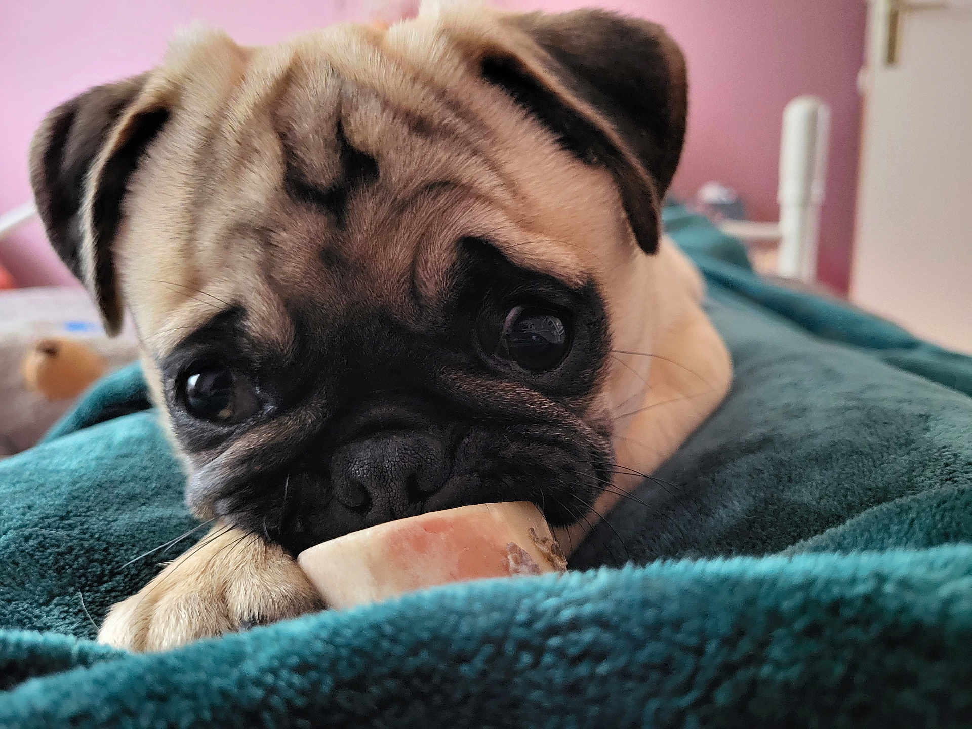 Urgo participe au concours pour gagner de l'argent avec cette photo : pug, puppy, dog, close_up, blanket, bone, paw, indoor, cute, pet, animal, fur, face, lying_down, cozy, soft_light, bedroom, pink_wall, expression, young