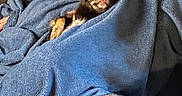 Sofia joined the competition — help win amazing prizes! dog, blanket, couch, pet, cozy, indoor, fur, snuggled, small_dog, ears, face, resting, comfort, pillow, fabric, home, relaxing, brown_dog, wrapped, cute