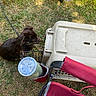 Sofia is registered to the contest to win money with this photo: dog, brown_dog, grass, leash, pet_crate, plastic_crate, outdoor, daylight, red_chair, drink_cup, cup_holder, casual, footwear, jeans, person_leg, shade, shadow, animal, pet, summer