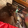 dog, brown_dog, pet, blanket, cozy, indoors, books, can, clutter, furniture, curious, small_dog, fur, looking_back, resting, household_items, pillow, fabric, soft, casual