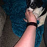 Diesel joined the competition — help win amazing prizes! puppy, dog, hand, blanket, couch, indoor, pet, cute, black_and_white, nibbling, cozy, soft, playing, young_dog, furry, small_dog, watching, resting, comfort, domestic_animal