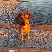 Snoop a rejoint le concours — aidez-le/la à gagner de superbes lots ! dog, beach, water, ocean, rocks, sunset, golden_hour, cityscape, sky, outdoor, pet, animal, coast, shore, nature, daytime, walking, curious, brown_dog, wet_fur