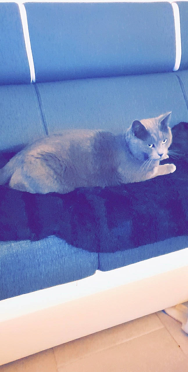 Massaï a rejoint le concours — aidez-le/la à gagner de superbes lots ! british_shorthair, burmilla, carnivore, cat, chartreux, domestic_short_haired_cat, felidae, kitten, korat, russian_blue, small_to_medium_sized_cats, tail, whiskers