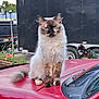 animal, blue_eyes, calm, cat, daylight, domestic, fluffy, fur, garden, hood, nature, outdoor, pet, plants, portrait, red_car, sitting, trailer, vehicle, wheels