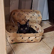 Ki joined the competition — help win amazing prizes! animal, basket, black_cat, cat, corner, cozy, curious, domestic, feline, floor, furniture_leg, hidden, home, household, indoor, peeking, pet, small_space, tile_floor, woven_basket