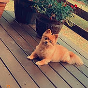 Jasmine joined the competition — help win amazing prizes! animal, canine, cute, daylight, dog, domestic_animal, flower_pot, fluffy, fur, greenery, nature, outdoor, pet, plants, portrait, red_flowers, relaxing, small_dog, summer, wooden_deck