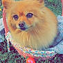 Jasmine is registered to the contest to win money with this photo: animal, basket, close_up, colorful, cozy, curious, cute, decorative, dog, easter_eggs, fluffy, grass, greenery, nature, outdoor, pet, pink, portrait, small_dog, spring
