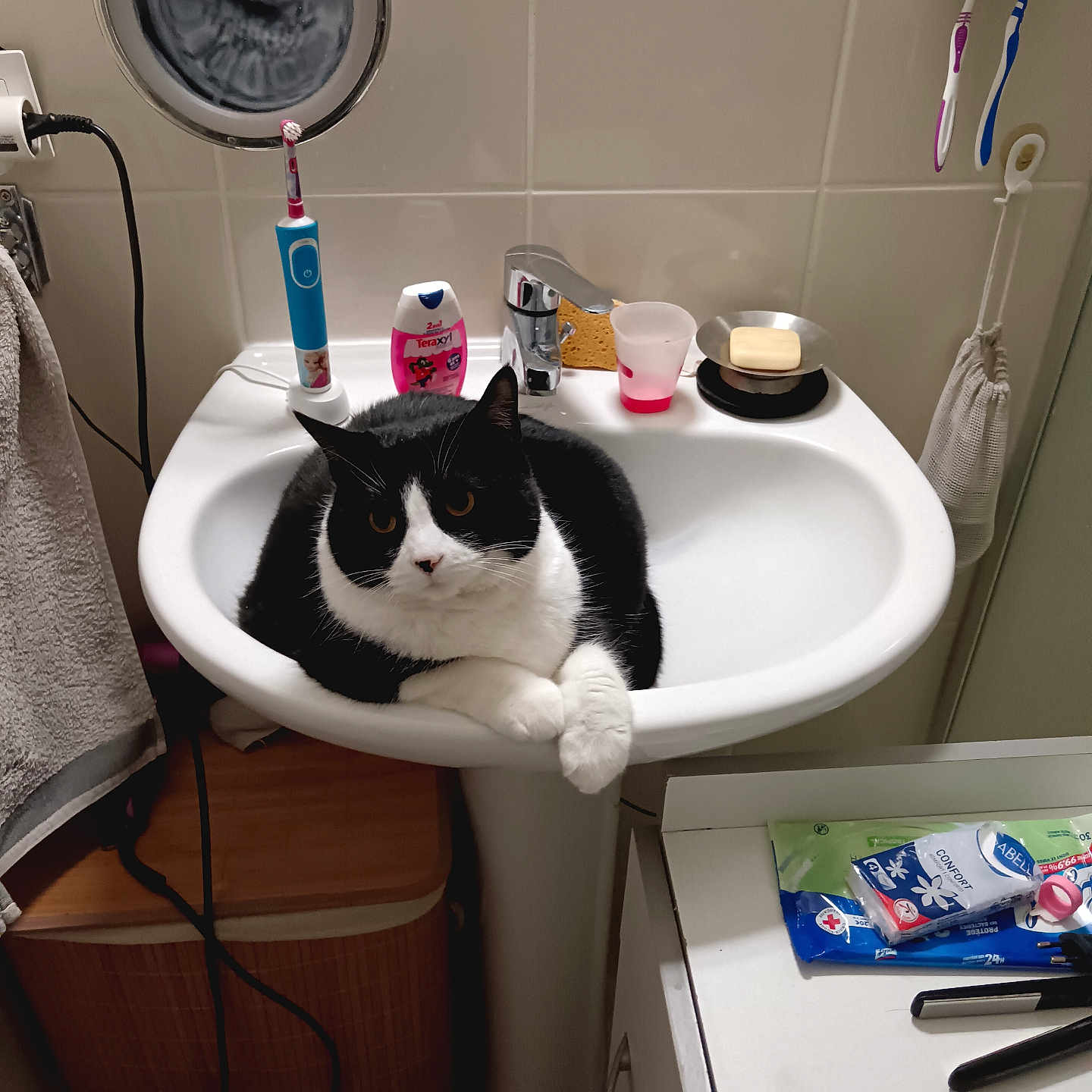 Molly participe au concours pour gagner de l'argent avec cette photo : animal, appliance, basin, blowdryer, brush, cat, cup, device, electricaldevice, electronics, hardwood, indoors, pet, sink, sinkfaucet, speaker, tap, tool, toothbrush, wood