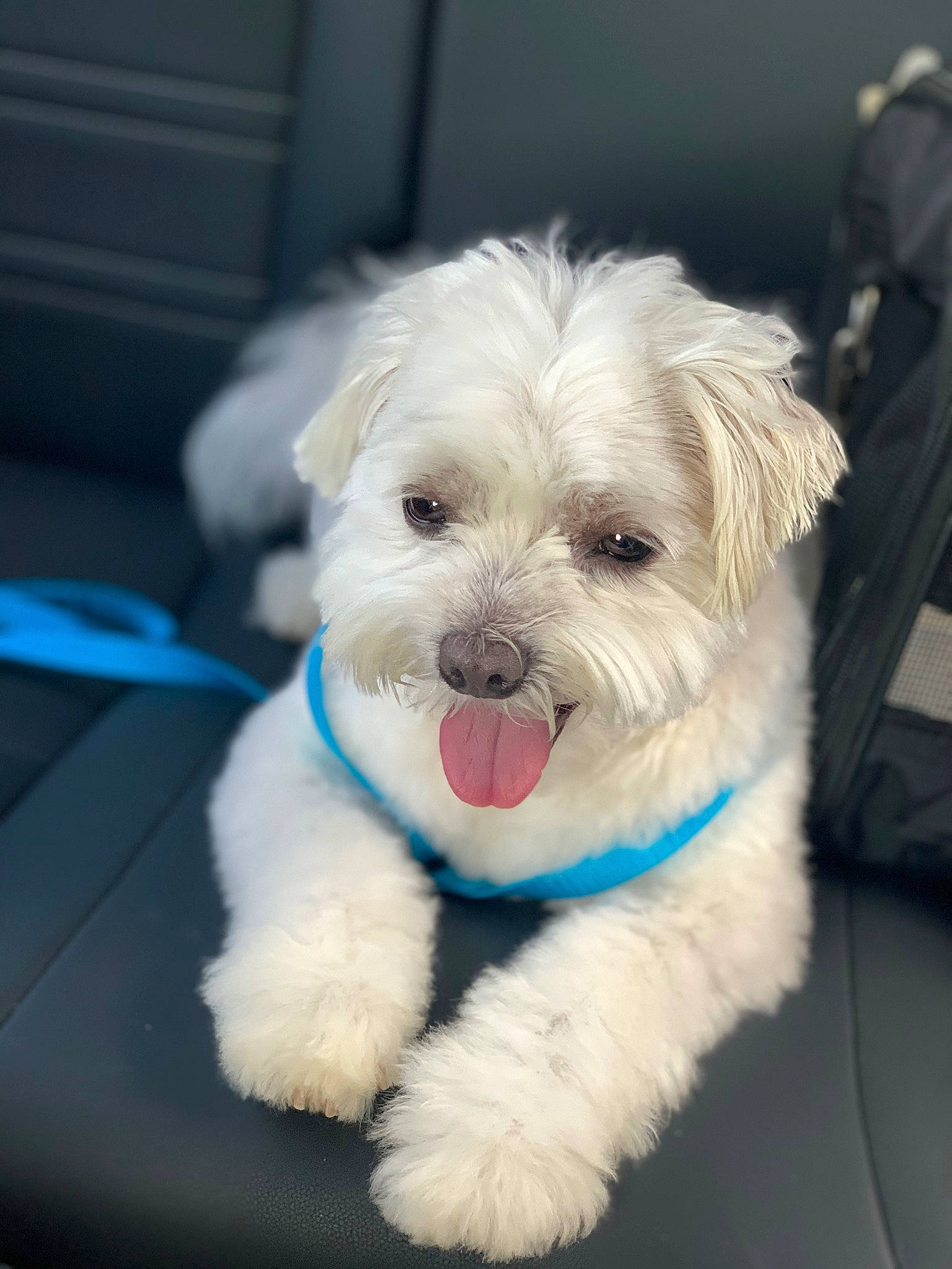 Bodie is registered to the contest to win money with this photo: canidae, carnivore, collar, companion_dog, dog, dog_breed, dog_collar, dog_supply, eye, eyewear, fur, poodle_crossbreed, puppy_love, shih_poo, small_terrier, snout, sporting_group, terrier, toy_dog, working_animal