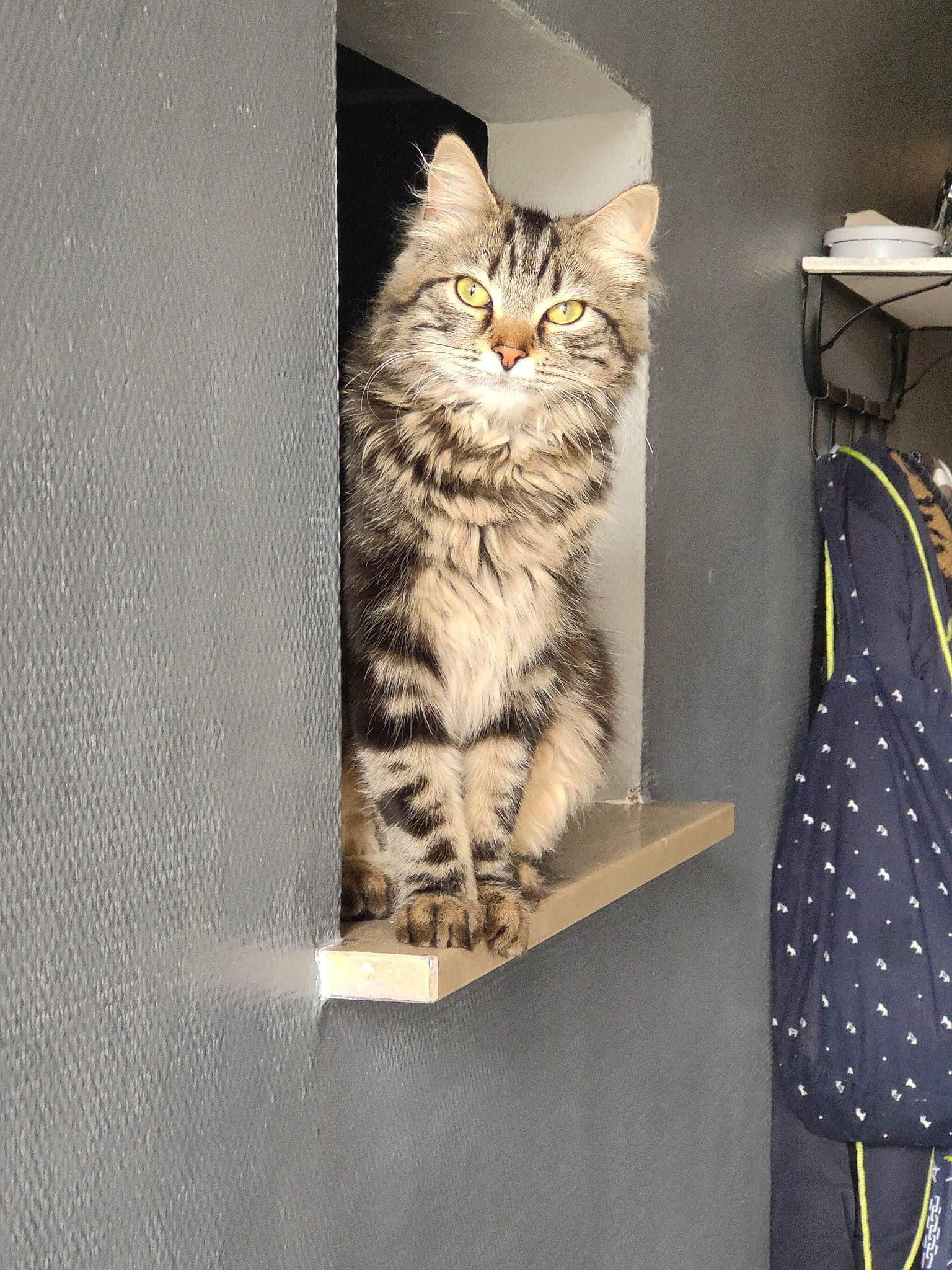 Chippie participe au concours pour gagner de l'argent avec cette photo : box, cardboard, carnivore, cat, domestic_short_haired_cat, door, felidae, fur, pattern, paw, refrigerator, room, shelf, shelving, small_to_medium_sized_cats, snout, tail, visual_arts, whiskers, wood