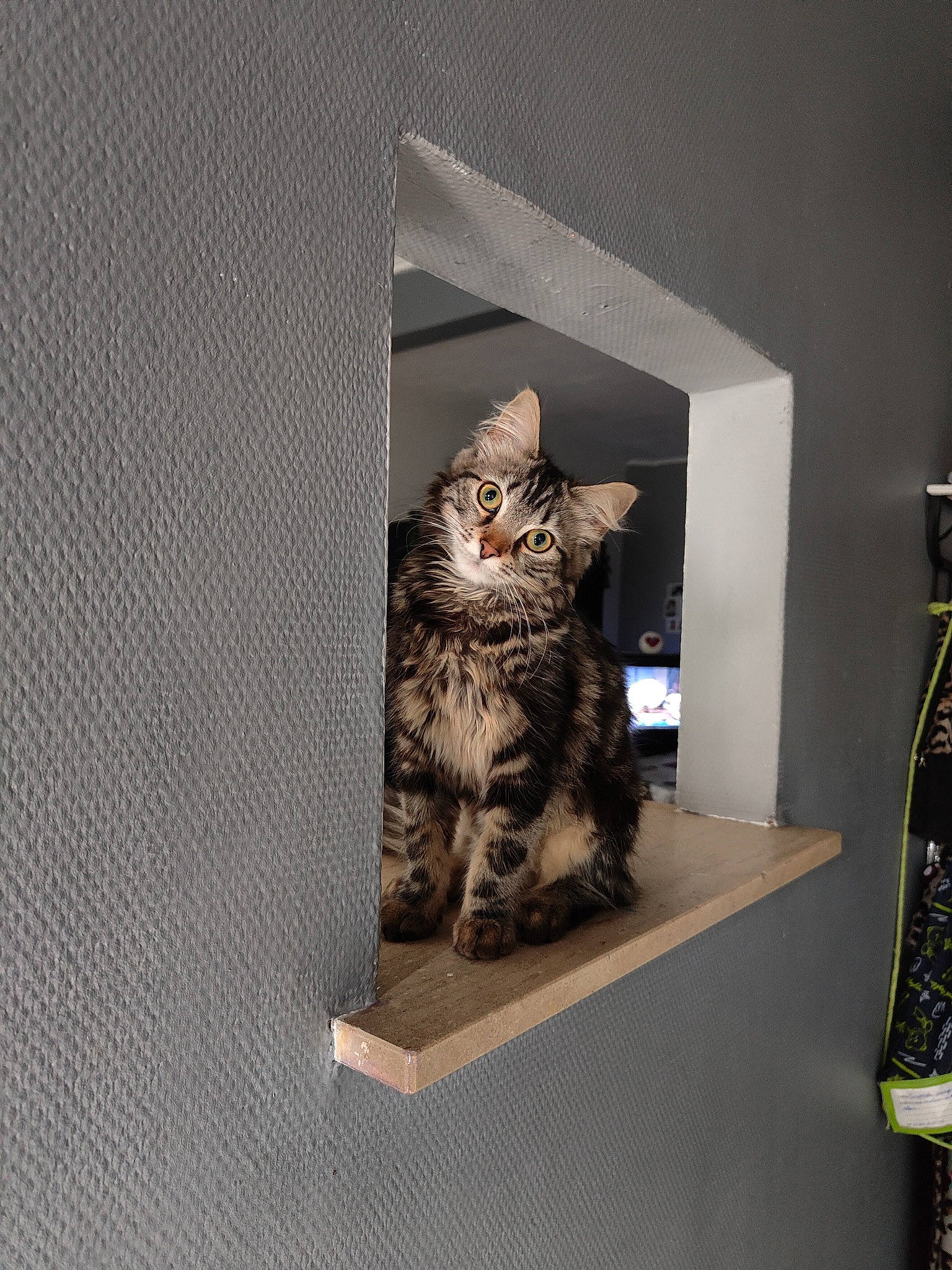Chippie participe au concours pour gagner de l'argent avec cette photo : art, carnivore, cat, ceiling, domestic_short_haired_cat, door, felidae, fur, grey, room, shelf, small_to_medium_sized_cats, tail, whiskers, wood