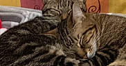 Chouquette participe au concours pour gagner de l'argent avec cette photo : bed, blanket, cat, cats, close_up, companionship, cozy, cuddling, cute, domestic_cat, feline, indoor, nap, pair, paw, pet, sleeping, stripes, tabby_cat, whiskers