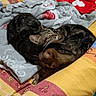 Chouquette a rejoint le concours — aidez-le/la à gagner de superbes lots ! bed, bedding, blanket, cat, cats, couple, cozy, cuddle, fur, home, indoor, pattern, paw, pet, sleep, sleeping, snuggle, tabby, tabby_cat, textile