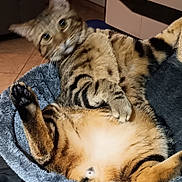 Chouquette a rejoint le concours — aidez-le/la à gagner de superbes lots ! belly, cat, cat_tree, comfortable, cuddly, cute, fur, furniture, home, indoor, living_room, looking_at_camera, paws, pet, relaxed, tabby_cat, tile_floor, toy, whiskers, wide_eyes