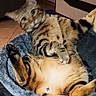 belly, cat, cat_tree, comfortable, cuddly, cute, fur, furniture, home, indoor, living_room, looking_at_camera, paws, pet, relaxed, tabby_cat, tile_floor, toy, whiskers, wide_eyes