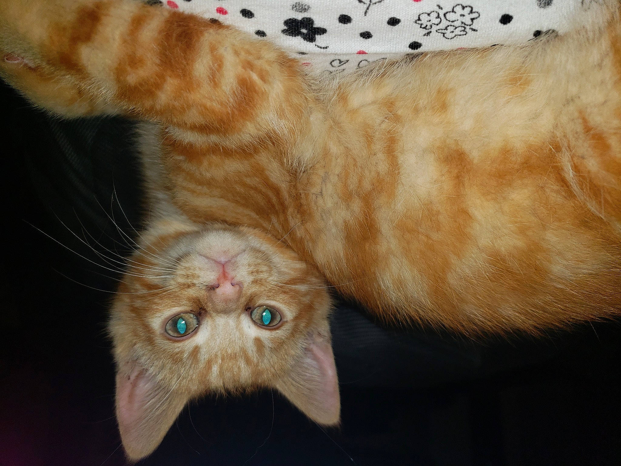 Craig is registered to the contest to win money with this photo: asian, carnivore, cat, claw, ear, european_shorthair, eye, fawn, felidae, fur, german_rex, kitten, paw, polydactyl_cat, skin, small_to_medium_sized_cats, snout, tabby_cat, tail, whiskers