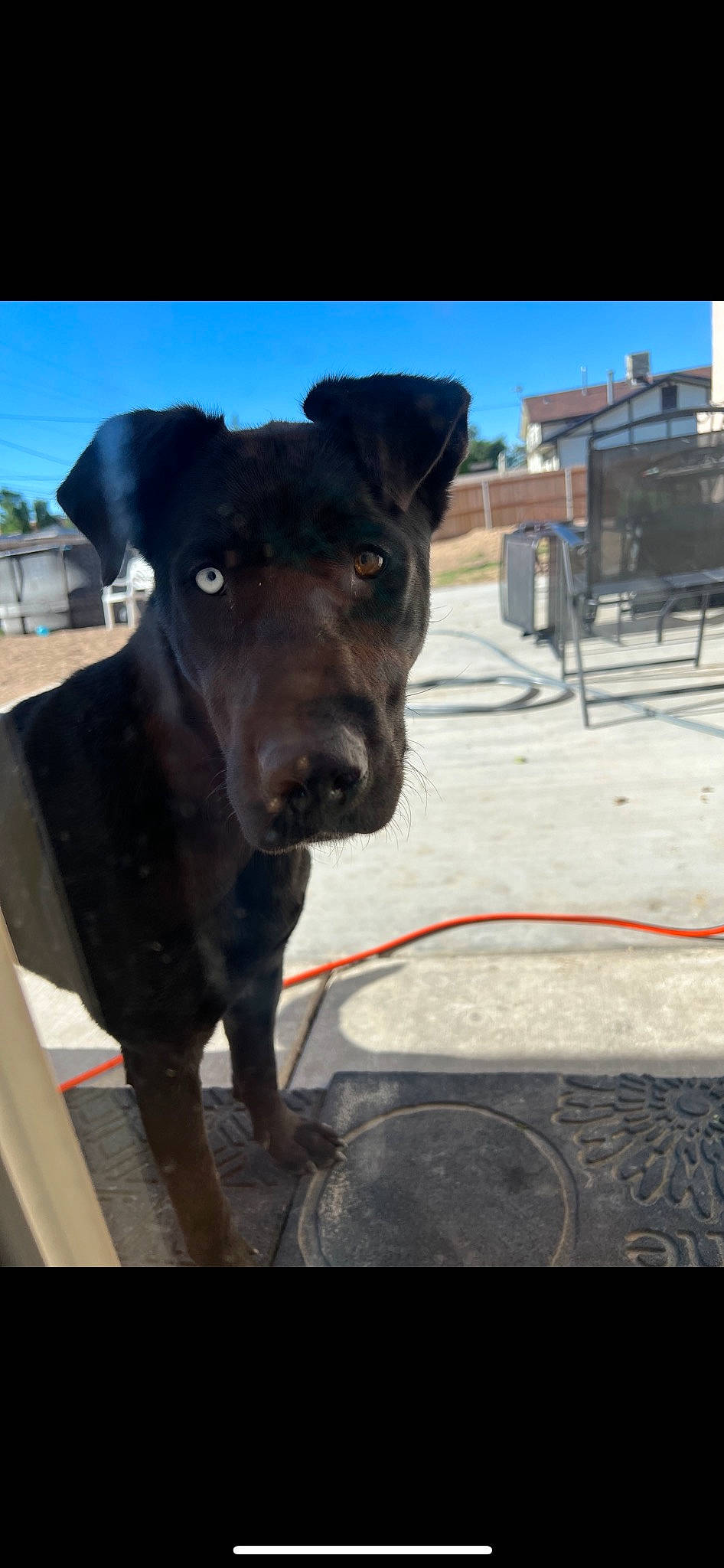 Luna Rose is registered to the contest to win money with this photo: borador, building, canidae, carnivore, collar, companion_dog, dog, dog_breed, dog_collar, electric_blue, fawn, guard_dog, leash, pet_supply, sky, snout, sporting_group, window, working_animal, working_dog